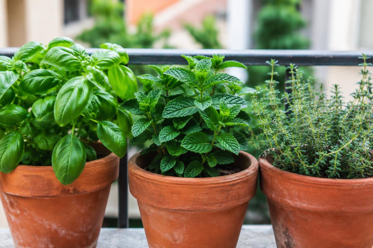 Five easy herbs for your first balcony garden